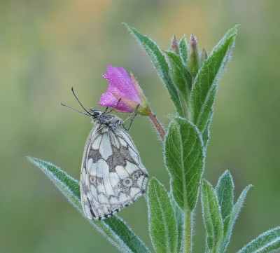 Marbled White,18 July 2021