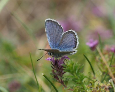 Silver-studded Blue, Treen Cliff, 14 July