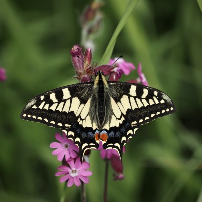 Swallowtail, Norfolk, 13 June