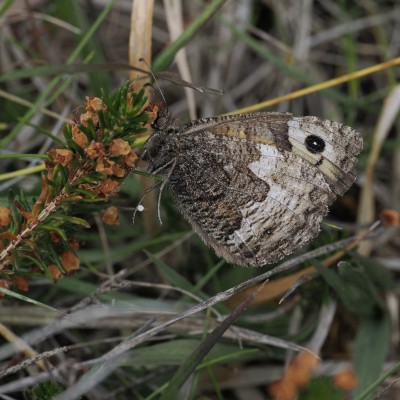 Grayling