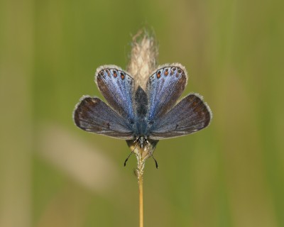 Common Blue, garden 2 June