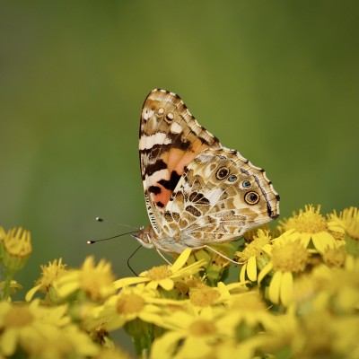 Painted Lady, 24 July