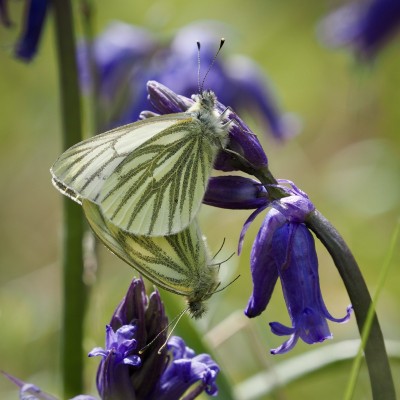 Green-veined White, Cambridgeshire, 15 April