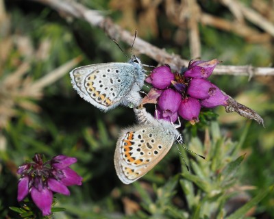 Silver-studded Blue, Treen Cliff, 12 July