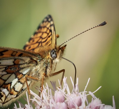 Small Pearl-bordered Fritillary, 23 August