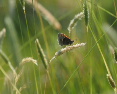 Small Heath, Garden, 2 June