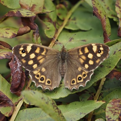 Speckled Wood, St Mary’s, IOS, 5 October