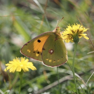 Clouded Yellow, Cornwall, 8 October