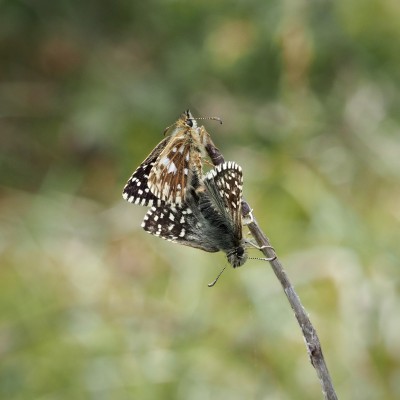 Grizzled Skipper, Penhale, 12 May