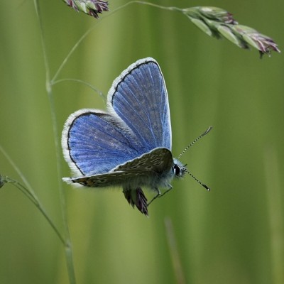 Common Blue, Cambridgeshire, 22 May