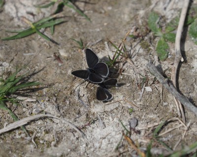 Small Blue, Pitstone Quarry, 15 May