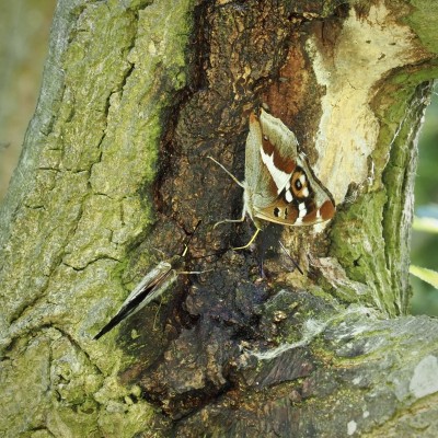 Purple Emperor, 16 July