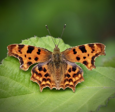 Comma, 8 July
