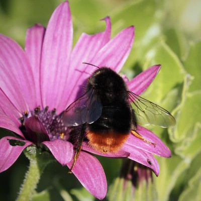 Red-tailed Bumblebee, 7 December, Penzance