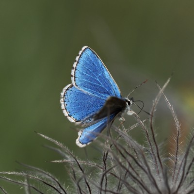 Adonis Blue, Therfield, 22 May