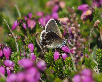 Silver-studded Blue, Treen Cliff, 12 July
