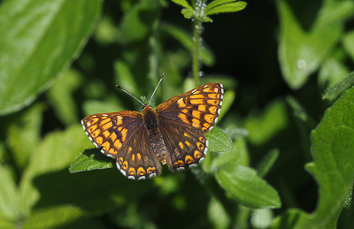 Duke of Burgundy.JPG