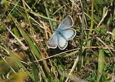 Chalkhill Blue 21 October