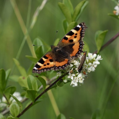 Small Tortoiseshell, 1 July