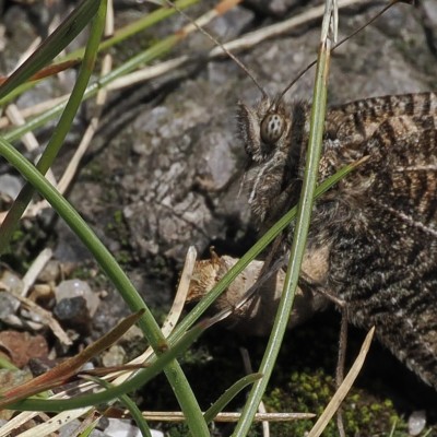 Grayling, 14 August