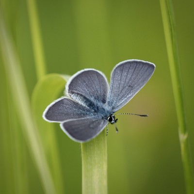 Small Blue, Cambridgeshire, 5 June