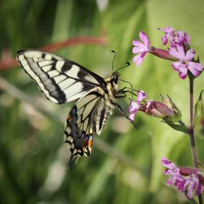 Swallowtail, Norfolk, 3 June