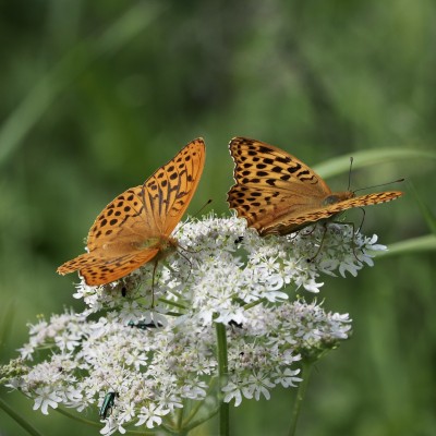 Silver-washed Fritillary, 7 June