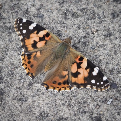 Painted Lady, 29 August