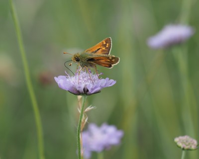 Silver-spotted Skipper, Aston Rowant, 3 August