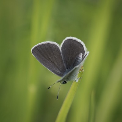 Small Blue, Cambridgeshire, 5 June
