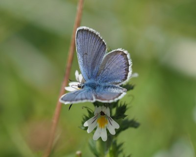 Silver-studded Blue, Treen Cliff, 14 July
