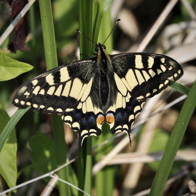 Swallowtail, Norfolk, 3 June
