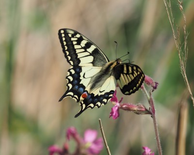 Swallowtail, Potter Heigham, 20 May