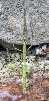 Stick-insect, Penzance