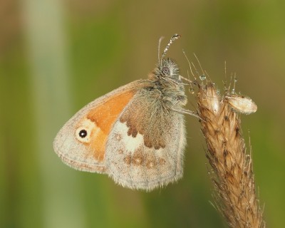 Small Heath, Garden, 17 June