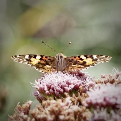 Painted Lady, Cornwall, 6 August