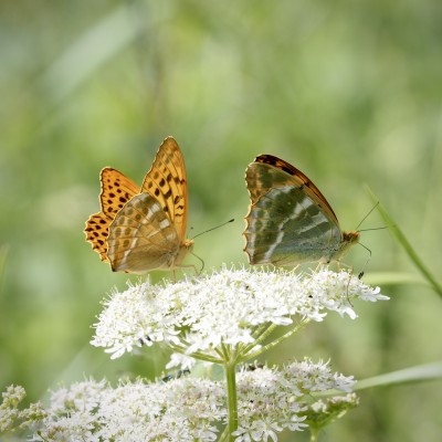 Silver-washed Fritillary, Cambridgeshire, 7 June