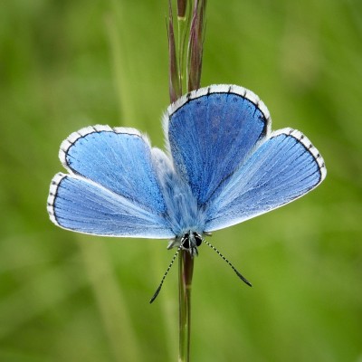 Adonis Blue, Cambridgeshire. 18 May