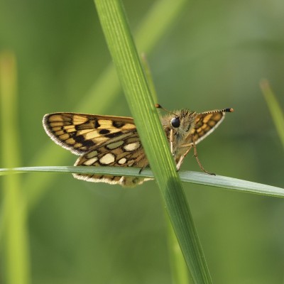 Chequered Skipper, May 2022