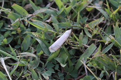 White moth with black spots
