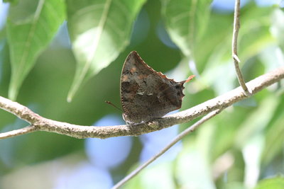 Leafwing