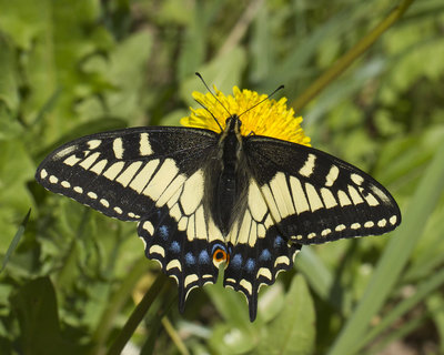 180612 Papilio zelicaon_ West Yellowstone 44.696959, -111.265412_6855.jpg