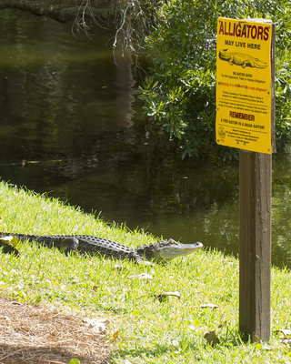 170827 Alligator. Hilton Head Island_2528.jpg