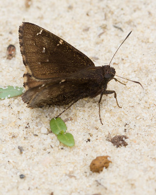 Thorybes pylades Northern Cloudywing_2542_edited-1.jpg