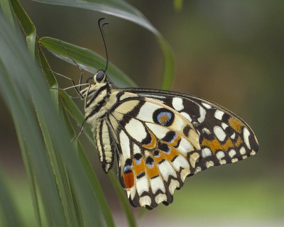 200303 Papilio demoleus _ Hanoi_7724.jpg