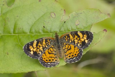 170829  Phycoides tharos. Pearl Crescent.  Great Smoky Mountains__2826.jpg