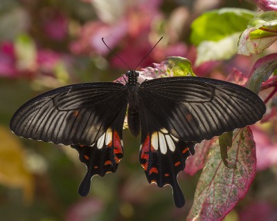 200312 Papilio helenus _9181.jpg