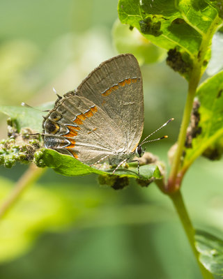 b170817  Calycopis cecrops.  Red-banded Hairstreak. W&OD__0948.jpg