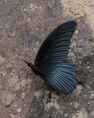 200314 Papilio memnon _9832.jpg