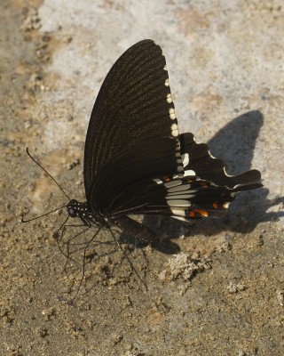 200309 Papilio polytes _8388.jpg